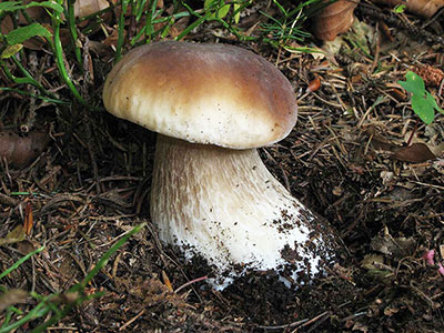 010-Boletus-Edulis