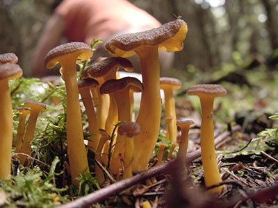 chanterelle3