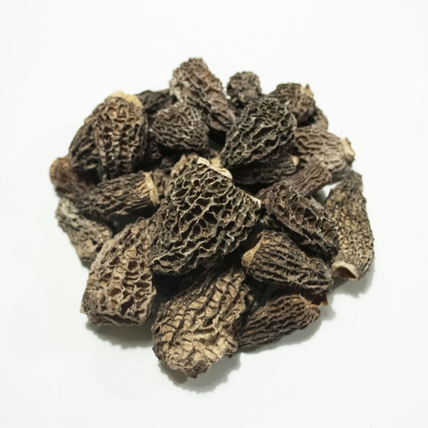 15-morilles-quebec-jb-morilles