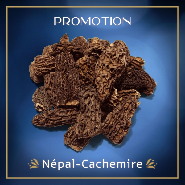 morilles-nepal-cachemire