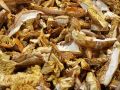 JB Morilles amanite cesars 1