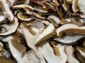 JB Morilles cepes edulis 1