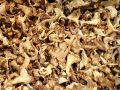 JB Morilles chanterelles 1