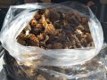 JB Morilles morilles balkan 2