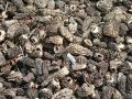 JB Morilles morilles importation 1