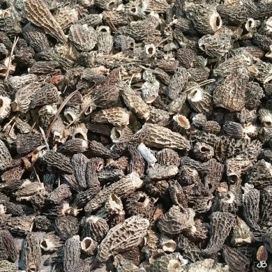 JB Morilles morilles importation 1