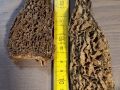 JB Morilles morilles jumbo 1