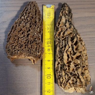 JB Morilles morilles jumbo 1