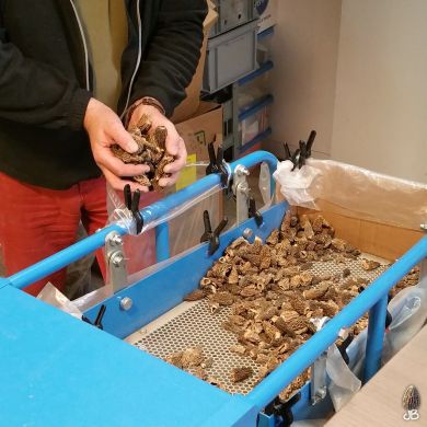 JB Morilles morilles machine 2