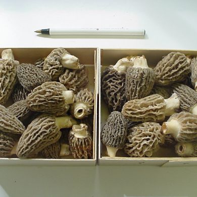 blonde morels